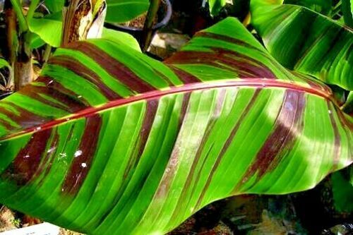 10 Red Tiger Darjeeling Banana Plant Tree Seeds (Musa sikkimensis) Hardy-Zone 5