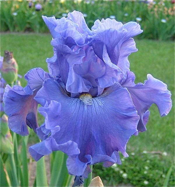 1 -MERCHANT MARINE Ruffled Blue GERMAN BEARDED IRIS Bulb Root Rhizome