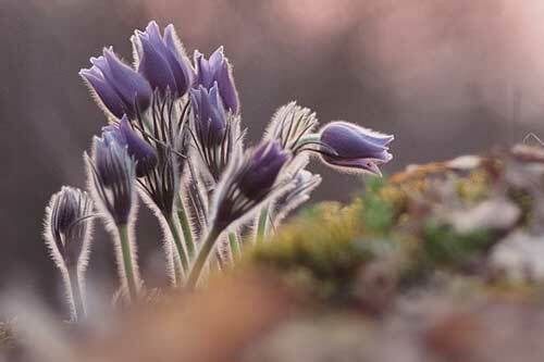 Pulsatilla patens var. wolfgangiana | May Day Flower | Pasque Flower | 50 Seeds