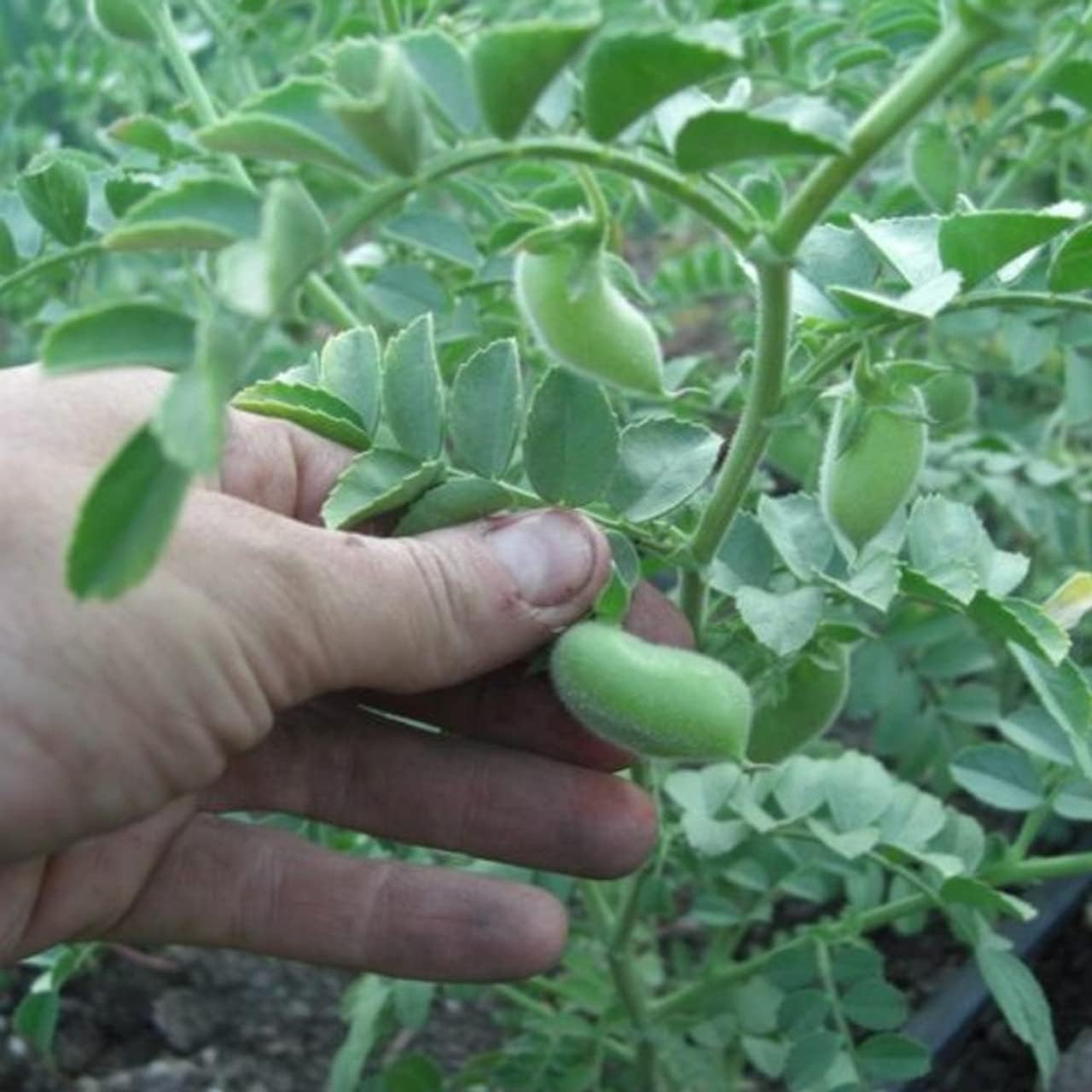 Sprouting Garbanzo Beans, Non-GMO, , High Germination (1/4 Pound)