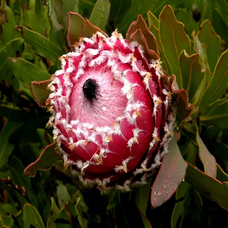 5 Queen (Protea magnifica) Seeds Rare South African “Woolly Beard” Flower