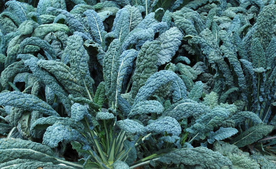 250 LACINATO DINOSAUR KALE SEEDS NON-GMO US SELLER SHIPS FAST FRESH
