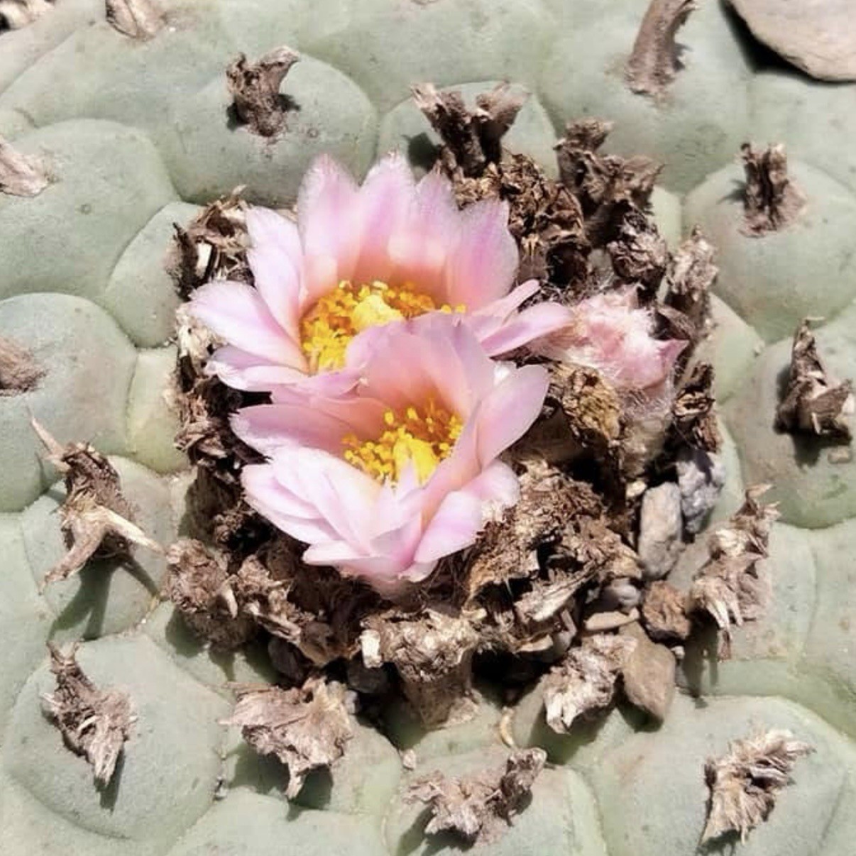 SEEDS (10pk) W Var. La Soledad X10 (Ten) US SELLER Cactus Mexico