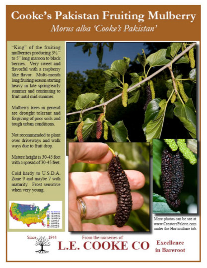 Morus ‘Pakistan’ (Mulberry) 4-5 gal, 3-4’ tall, No Ship to HI, CA, AK