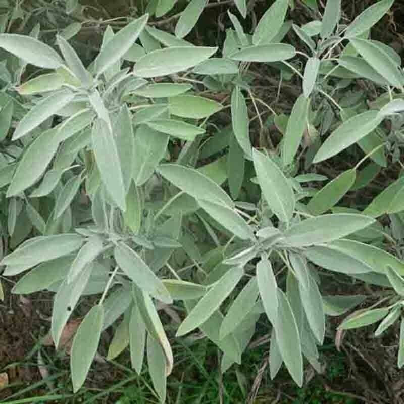 SCARBOROUGH SEEDS SAGE 100 SEEDS Evergreen Blue Flowers Herbal Deer Resistant