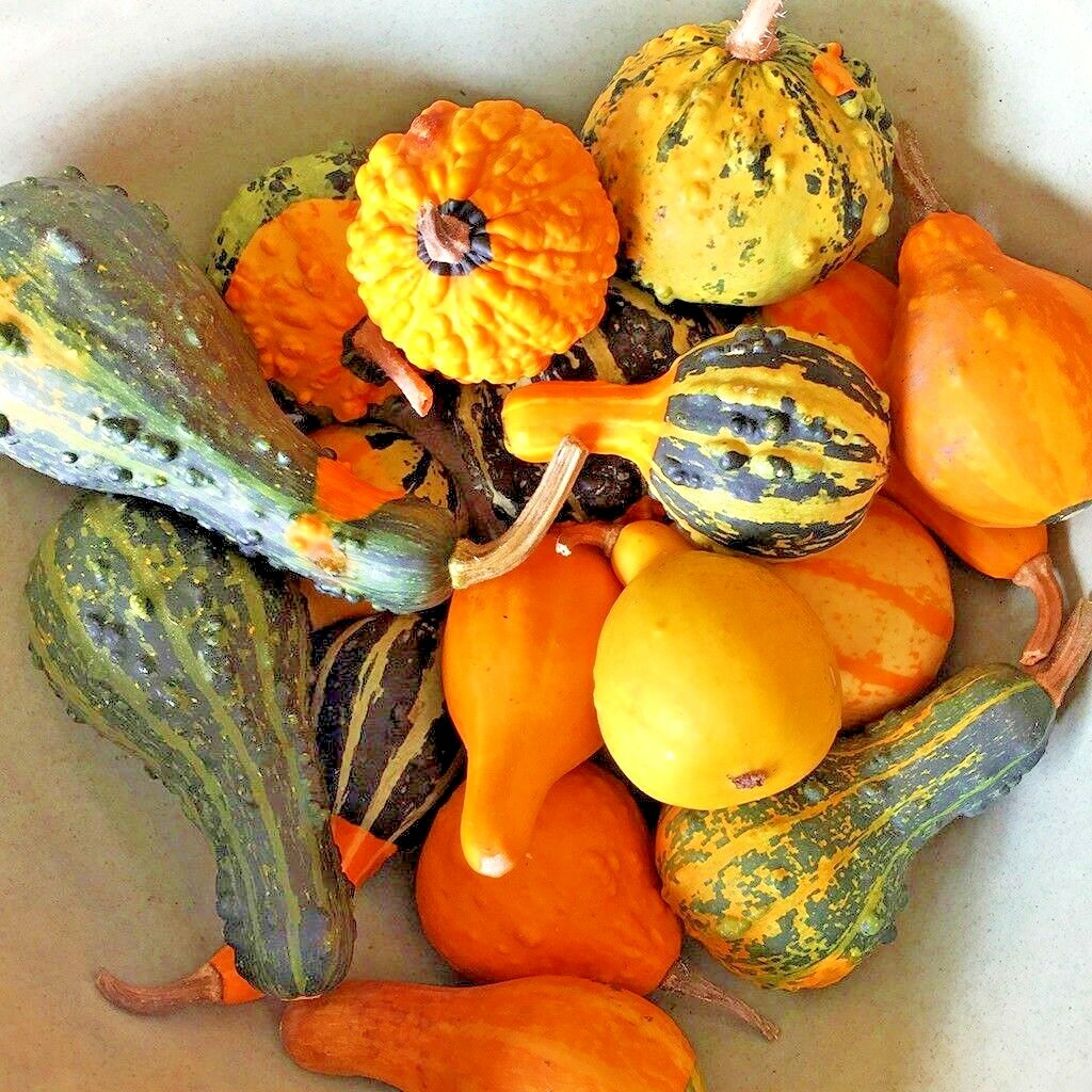 30+SMALL MIXED GOURDS Seeds Hard Shell Type Crafts Autumn Decoration Baskets