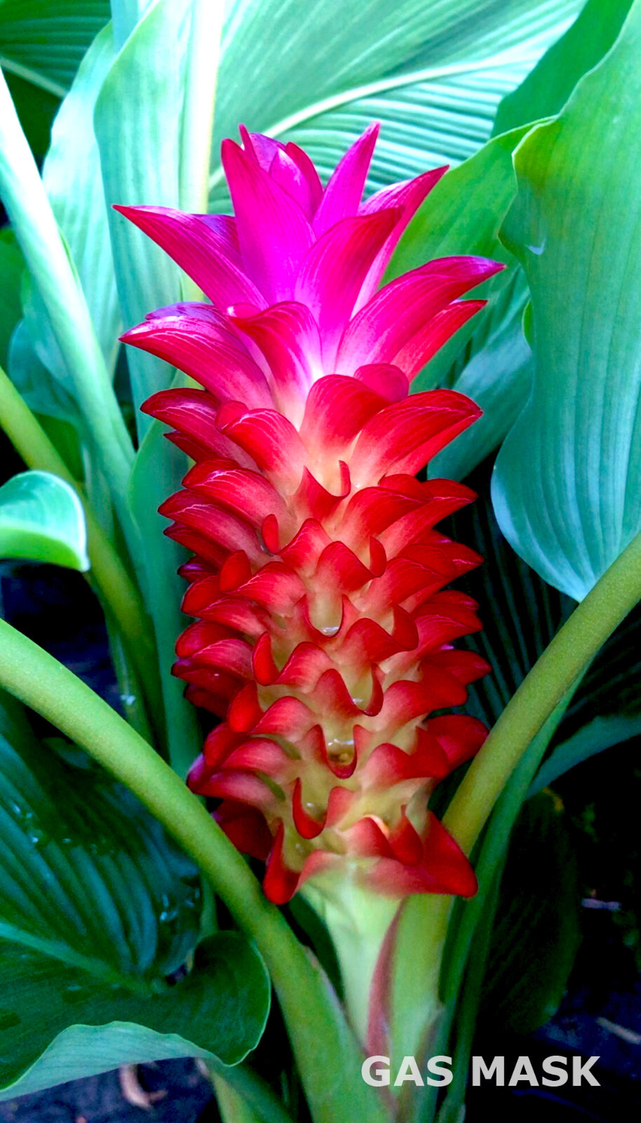 Rainbow Ginger Rhizome (Curcuma), Live Plant, Rainbow Bloom & Lush Green Leaves