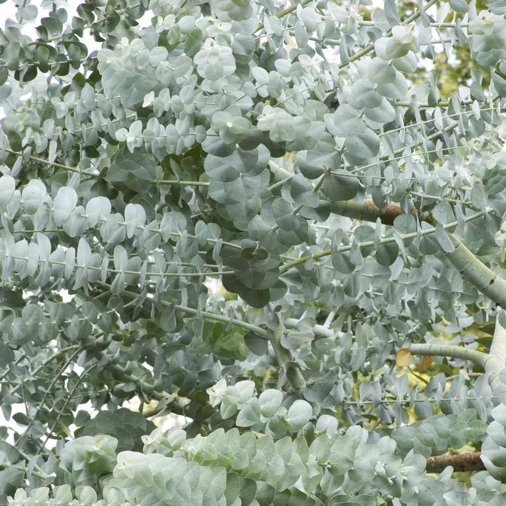25 Seeds Eucalyptus Seeds – Eucalyptus Cinerea Silver Dollar Seed