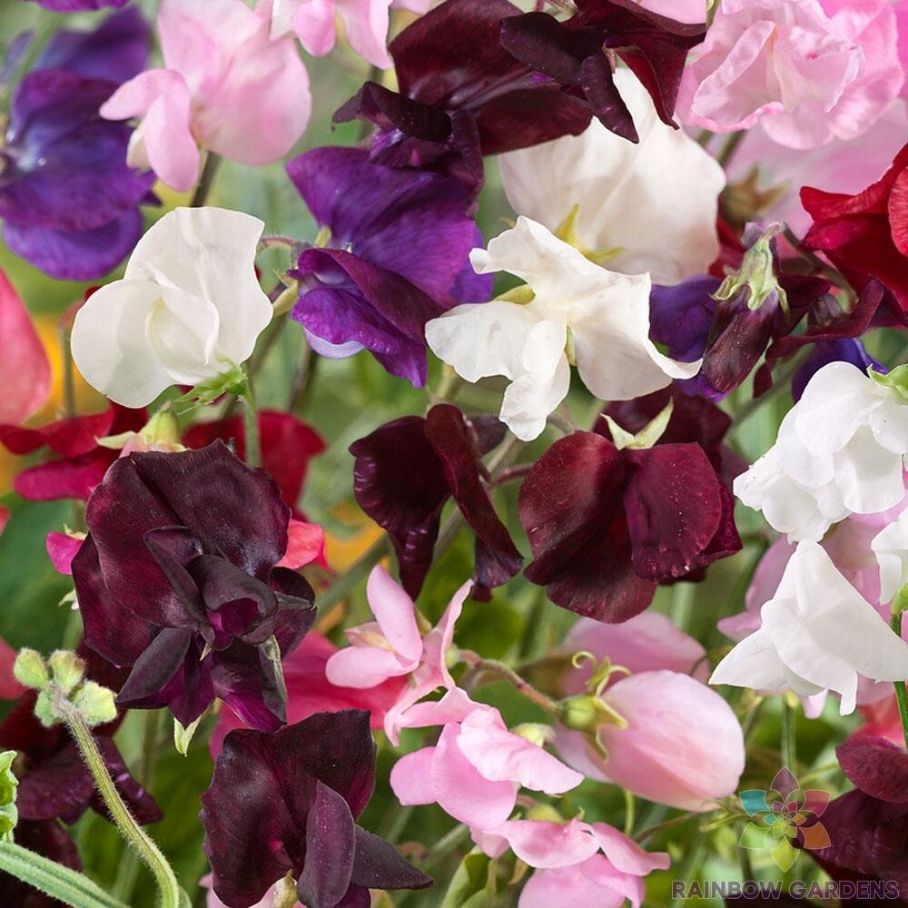 50+ Old Spice Mix Sweet Pea Seeds for Garden Planting – USA – FREE SHIPPING!