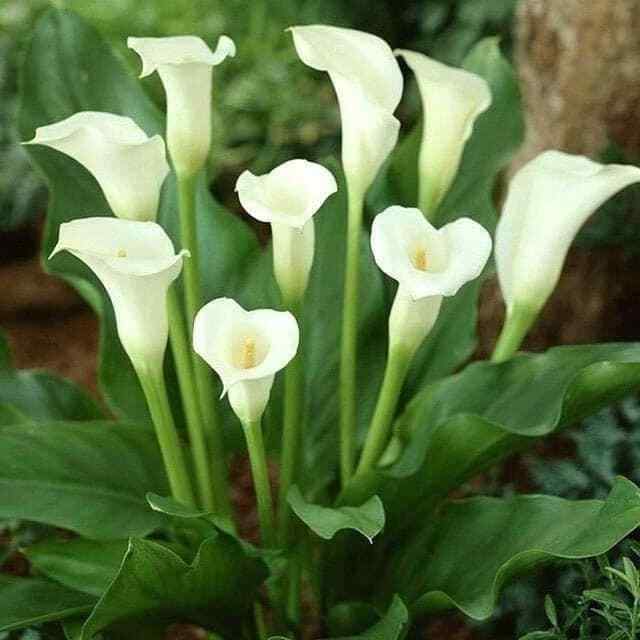 1 AETHIOPICA ZANTEDESCHIA/Calla Lily – Top Size Bulb/Bulbs 14/16 cm – US Seller
