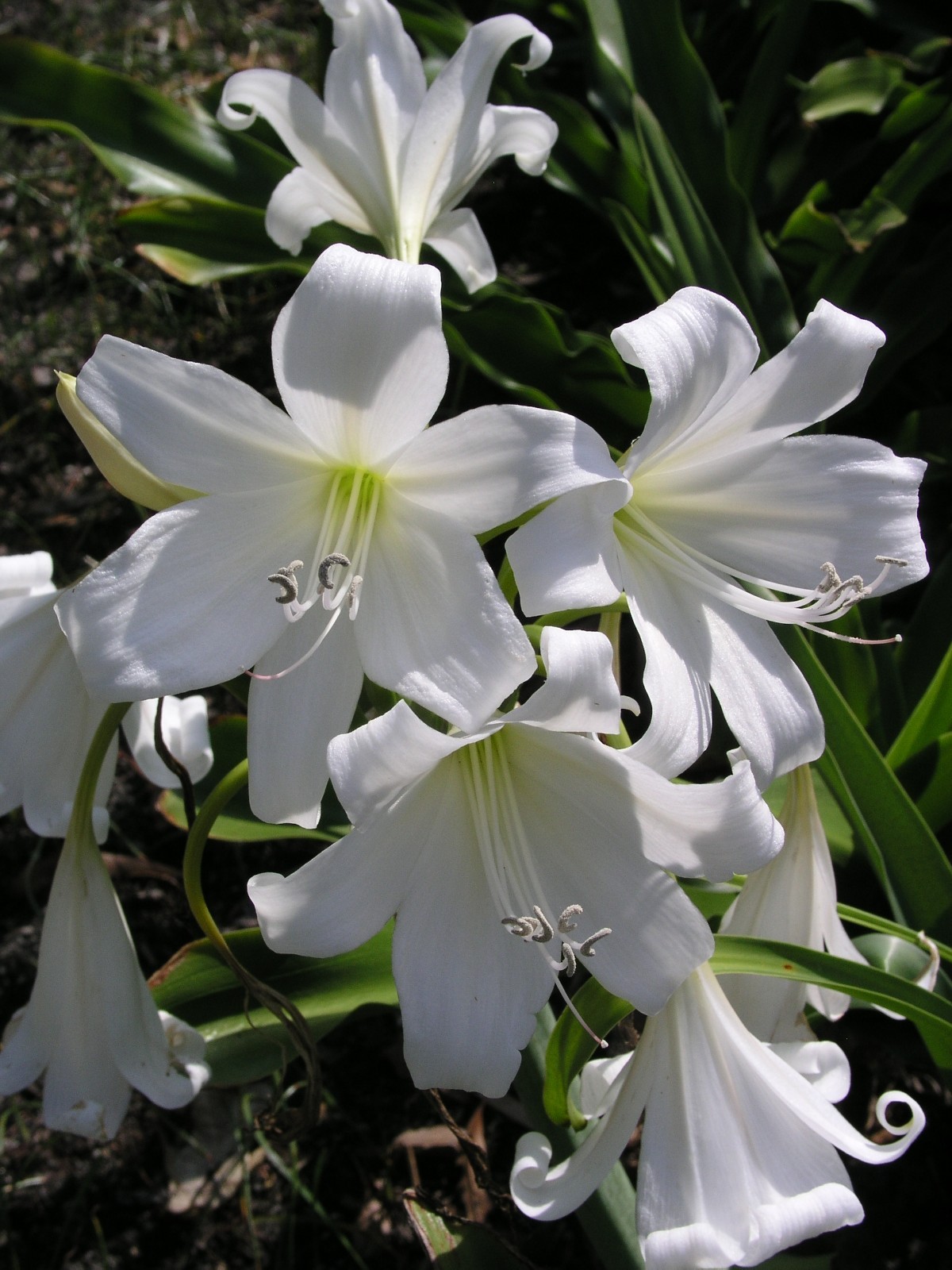 Crinum Lily, False White Queen, Large, blooming-size bulb, NEW