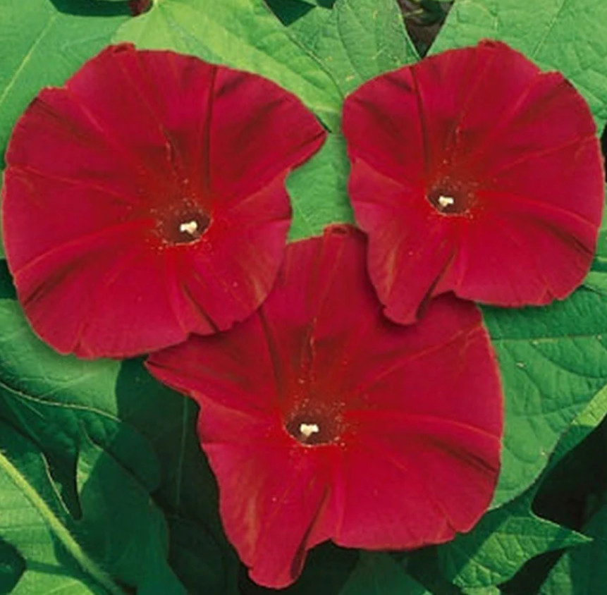 Morning Glory SCARLETT O’HARA RED Vine AAS Winner Heirloom Non-GMO 100 Seeds