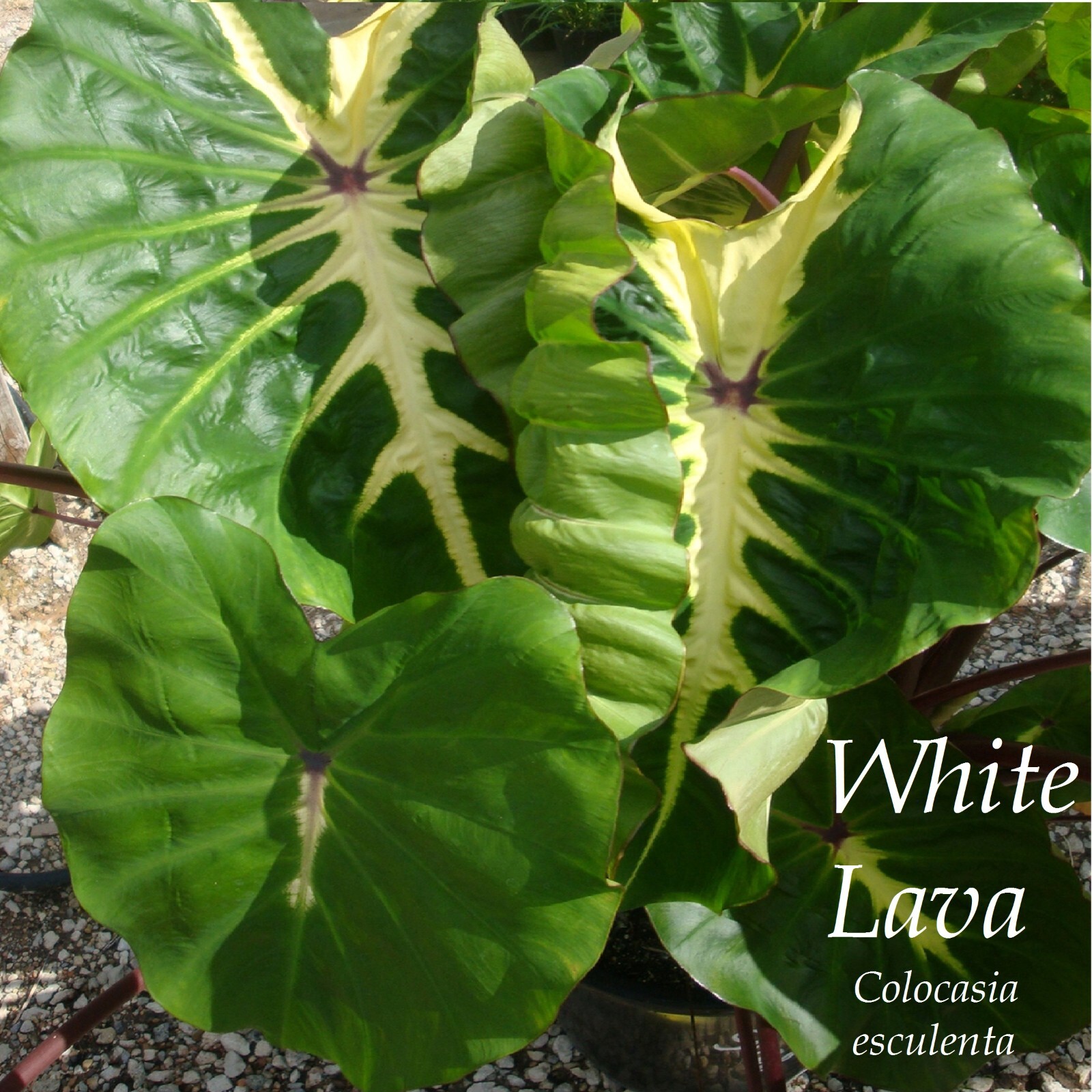 ~WHITE LAVA~ Colocasia esculenta AUTHENTIC ELEPHANT EAR Live potted Small Plant