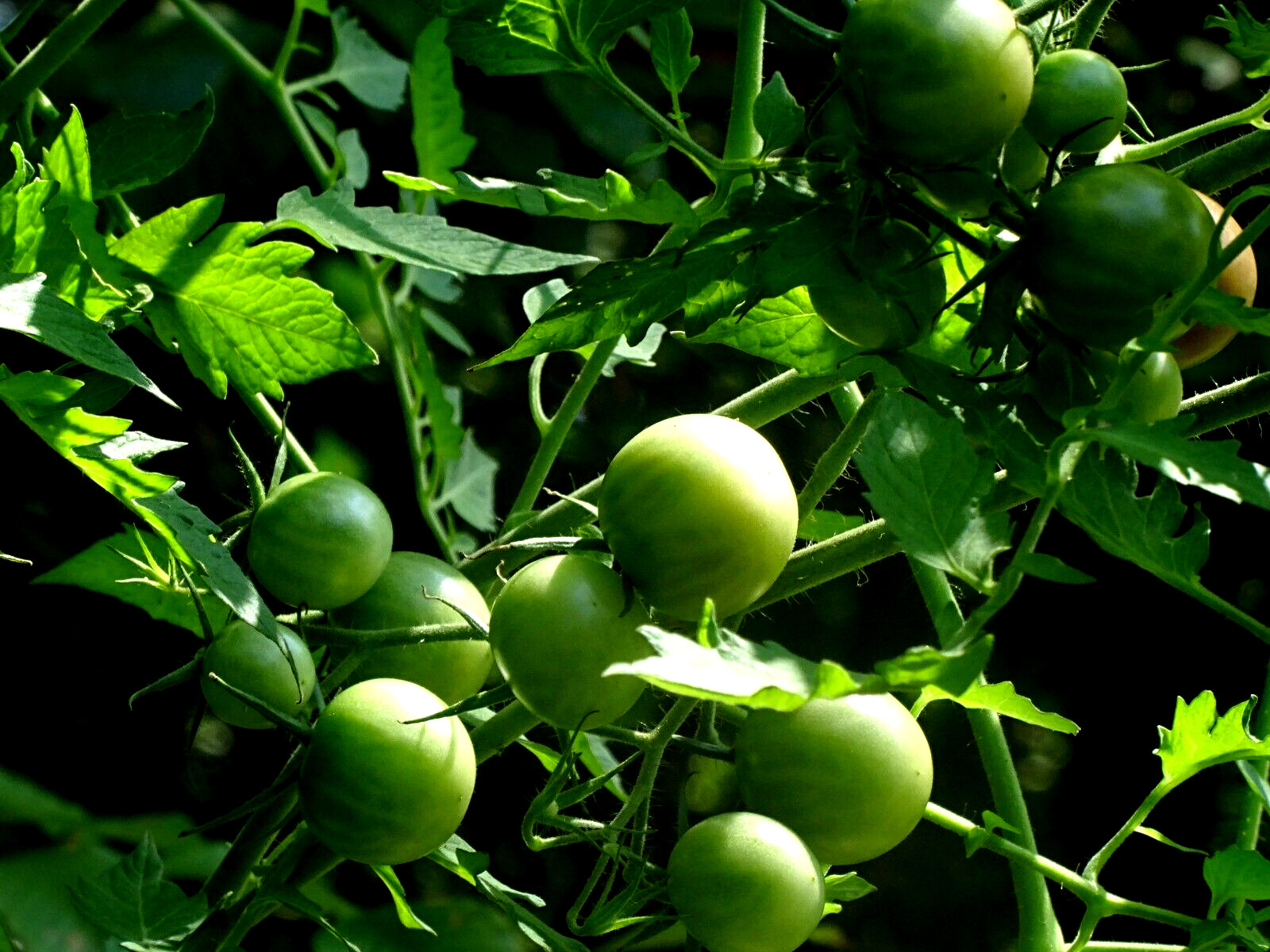 Chocolate Cherry Tomato 50 Seeds Non-GMO Organic Grown 2024 Delicious heirloom