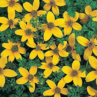Bidens Golden Eye 1,000 seeds