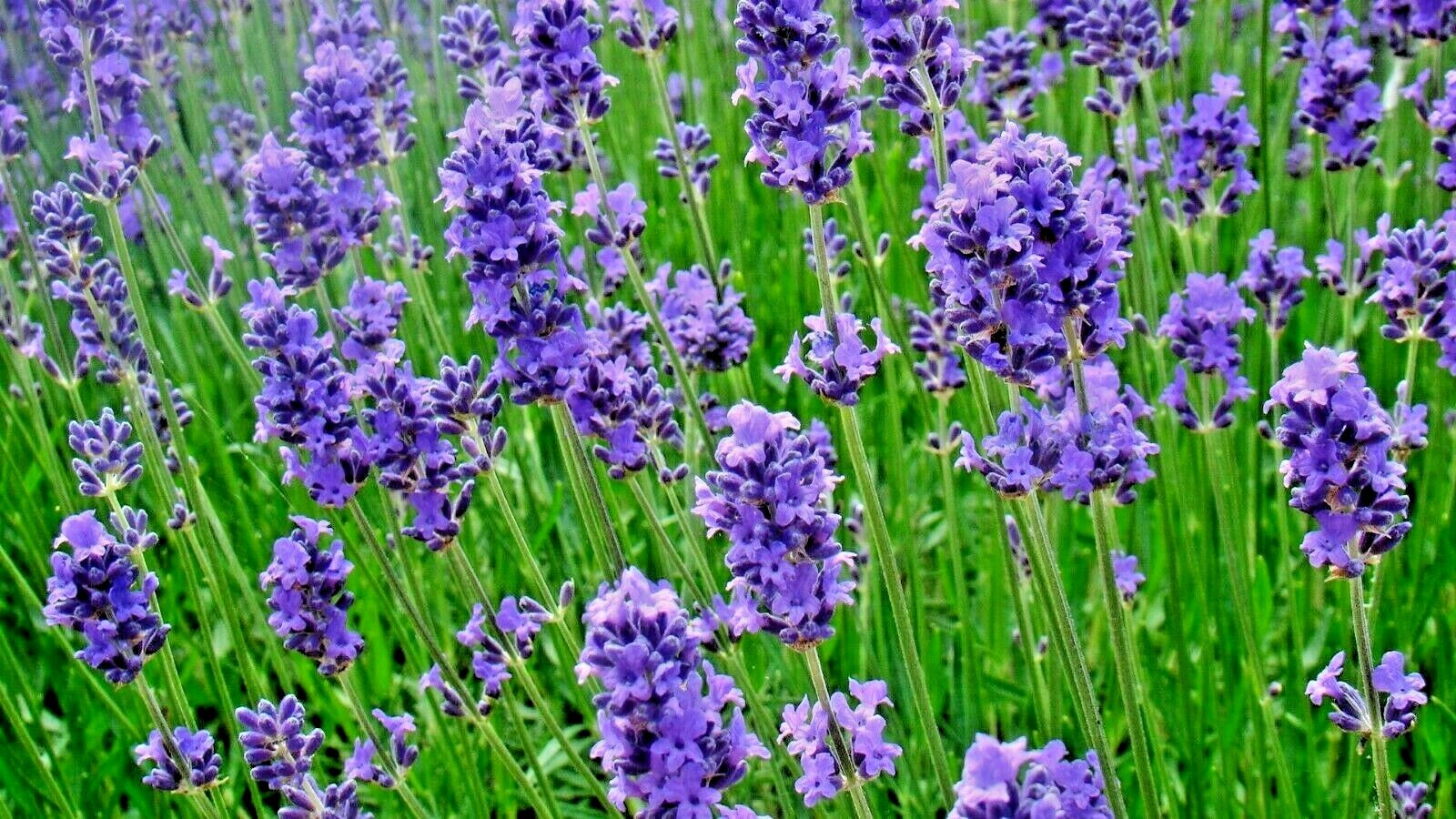 1200+ LAVENDER VERA SEEDS AUTUMN MOSQUITO INSECT REPELLENT PERENNIAL NON-GMO USA