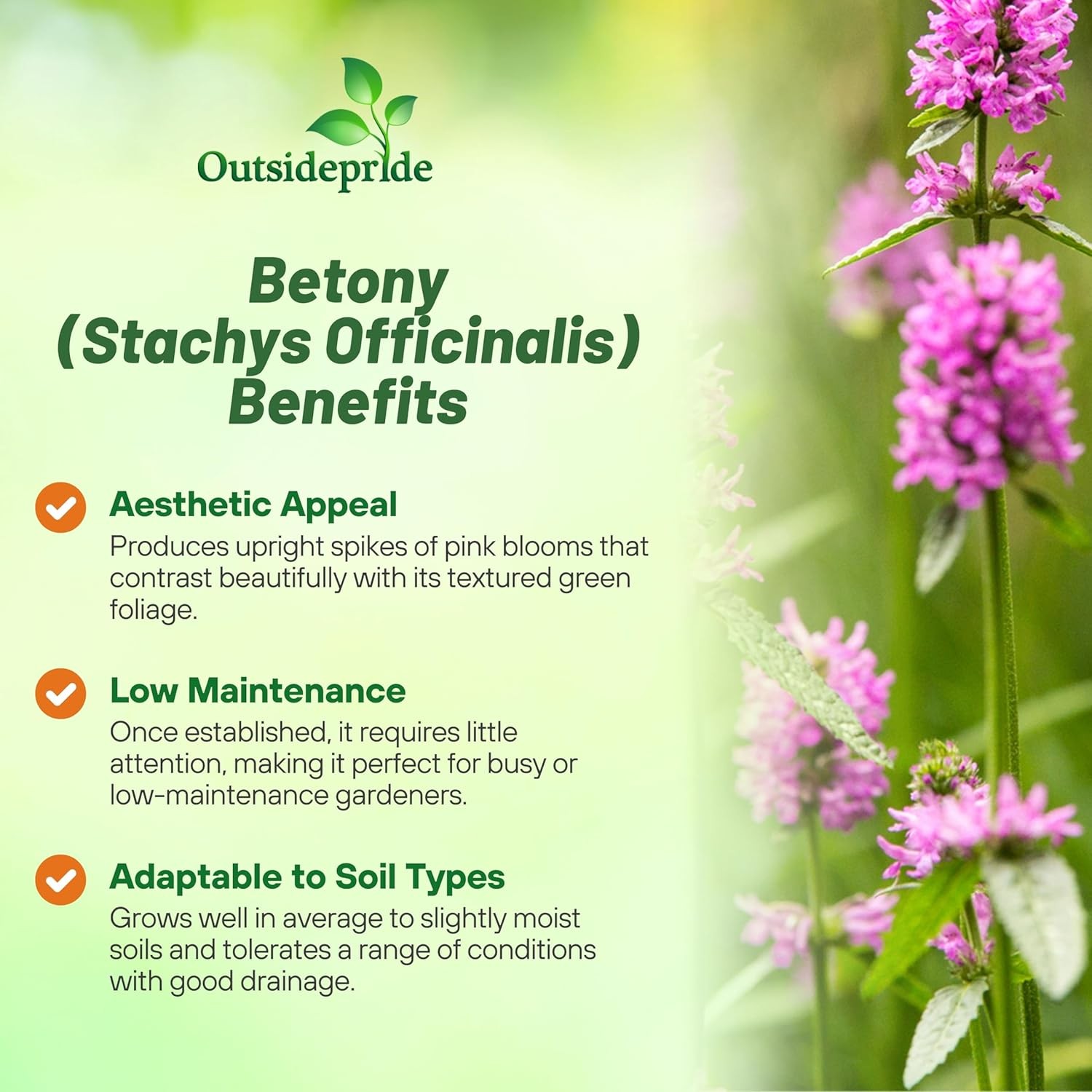 1000 Seeds Stachys Officinalis Betony Herb Seeds