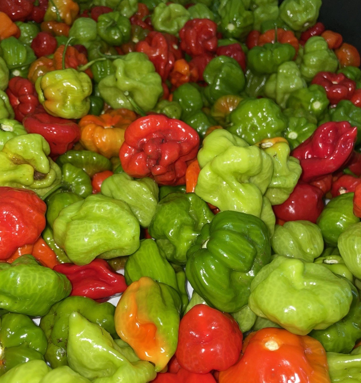Aji Dulce Capsicum Quechucha Aji Cachucha dulce pimienta 100 semillas