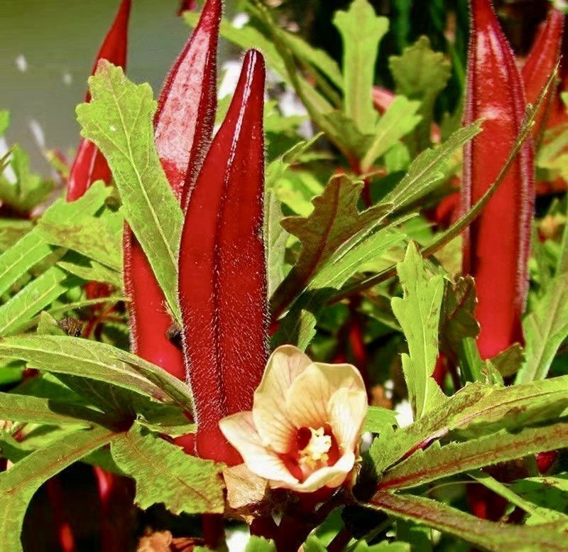 32 Red Burgundy Okra Seeds Non-GMO Heirloom |My Yard |Free Shipping No Tracking