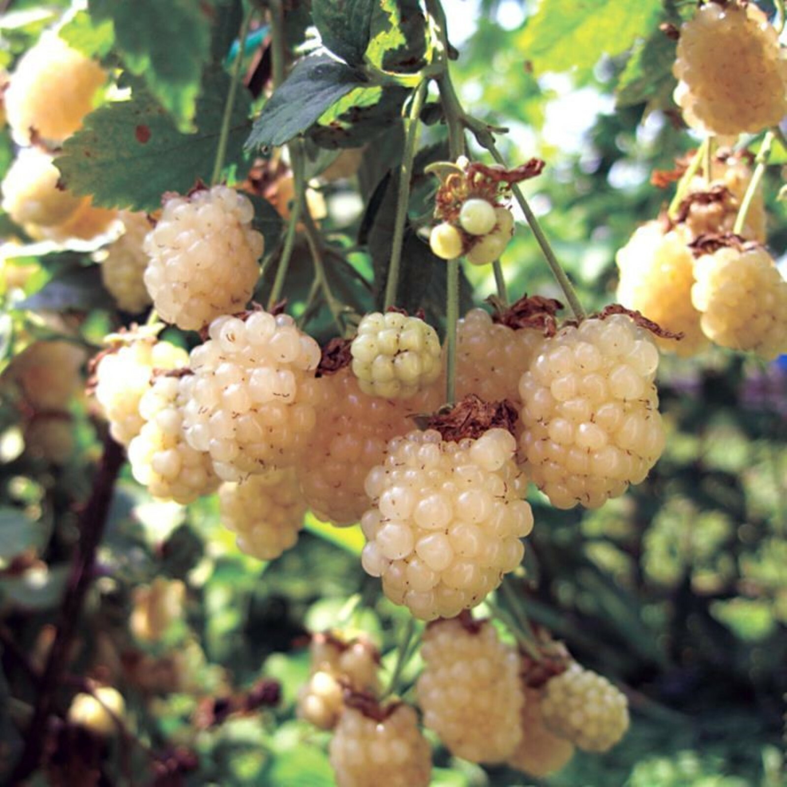 White Blackberry Rubus ‘Snowbank’, 10-15” tall