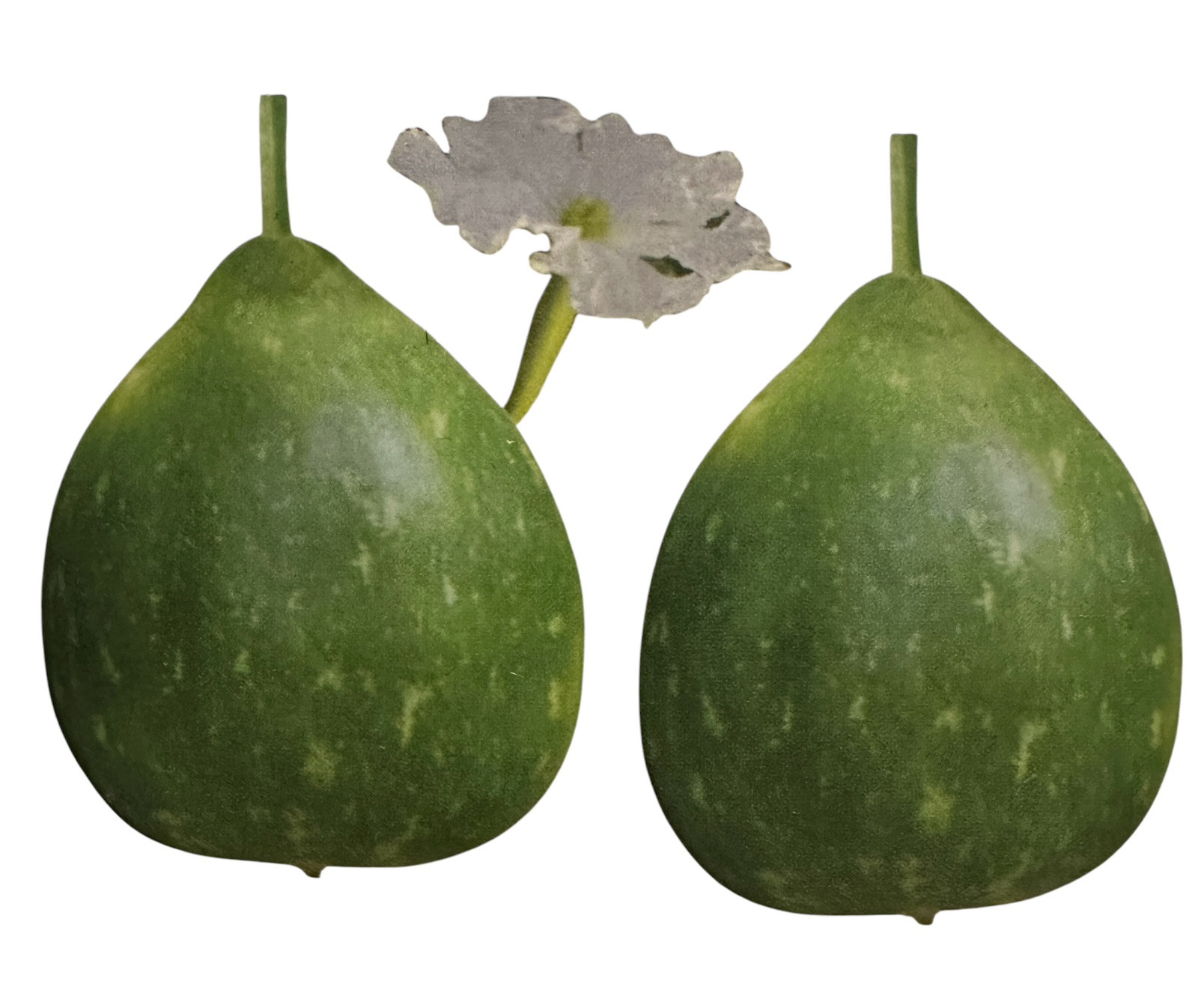 Round Bottle Gourd Seeds – Raj Round F1 for Planting 20 Bangladeshi Lau Seeds