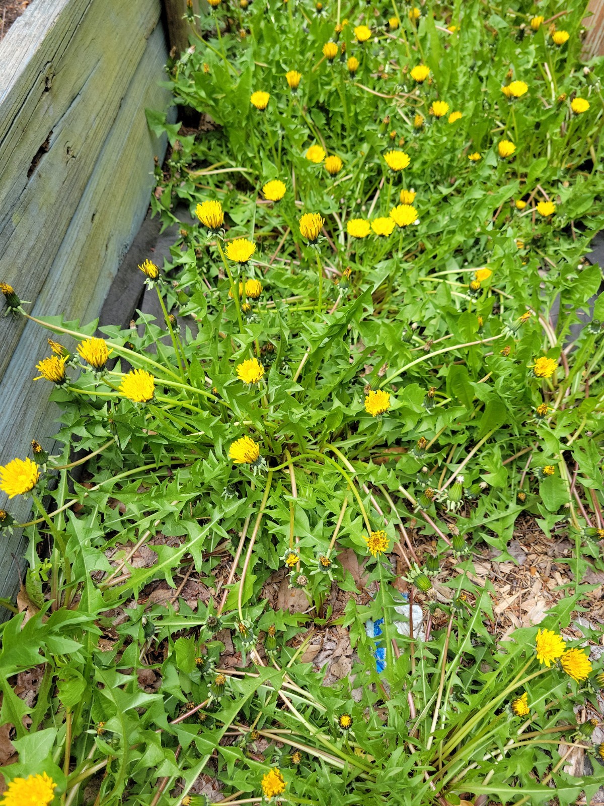 2000+ SEEDS – Dandelion BULK! perennial yellow flower USA