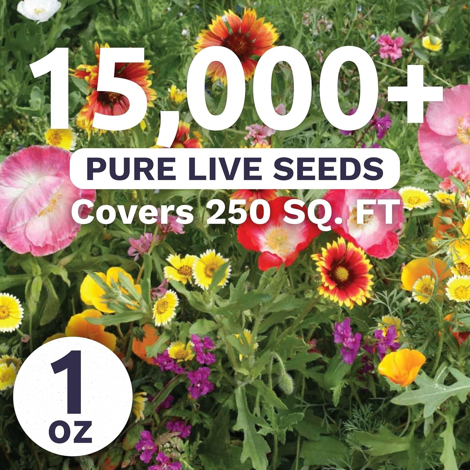 Giftable 1 Ounce Southwest Wildflower Seed Packet with Planting Instructions