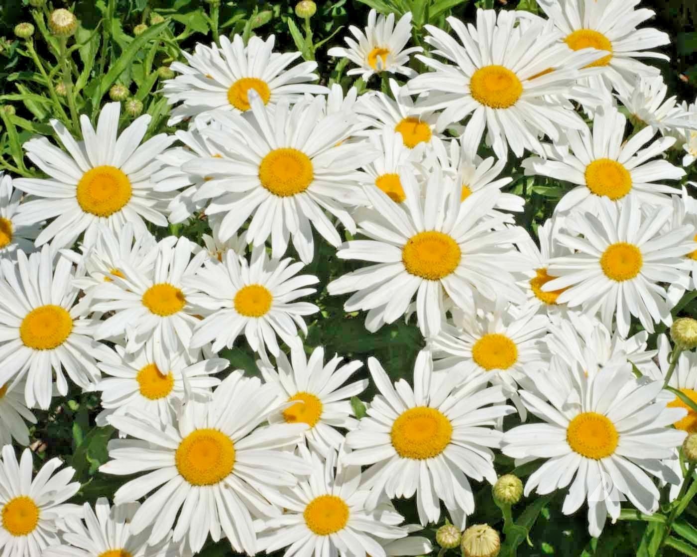 301+SILVER PRINCESS Seeds Dwarf Shasta Daisy Cut Flowers Container Garden Easy