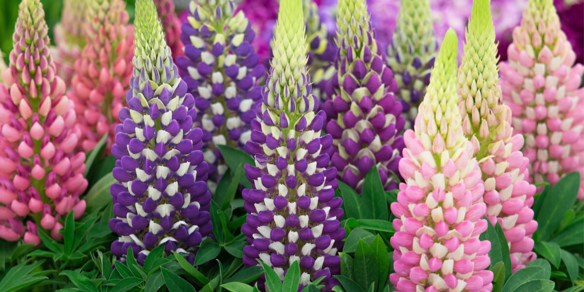 1/2 oz, 500+ seeds Russell Lupine Perennial Mixed Colors Lupinus Polyphyllus