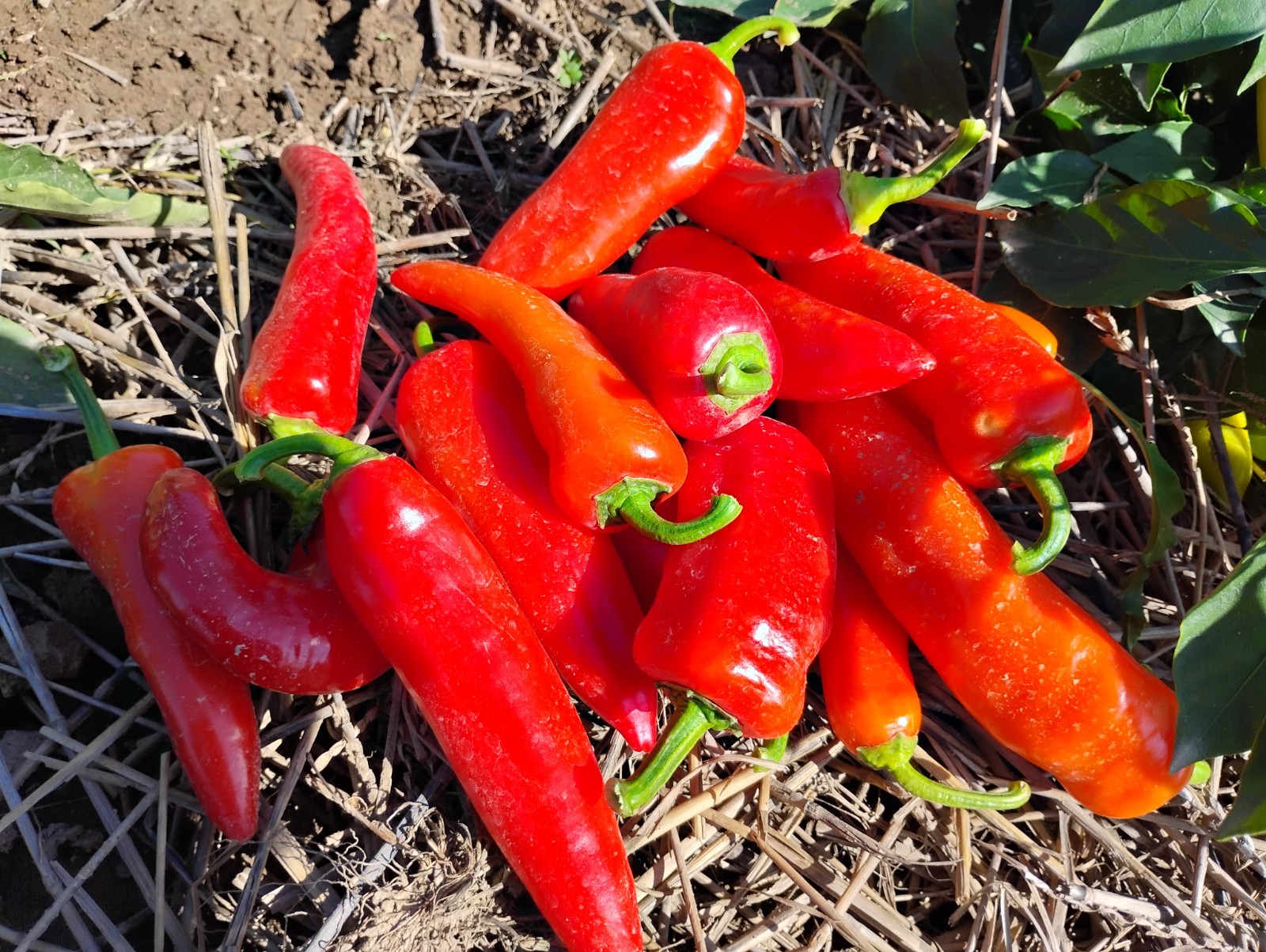 50 Ct. Great Lakes Mild & Sweet Pepper Seeds – Organic, Non-GMO, Michigan Grown