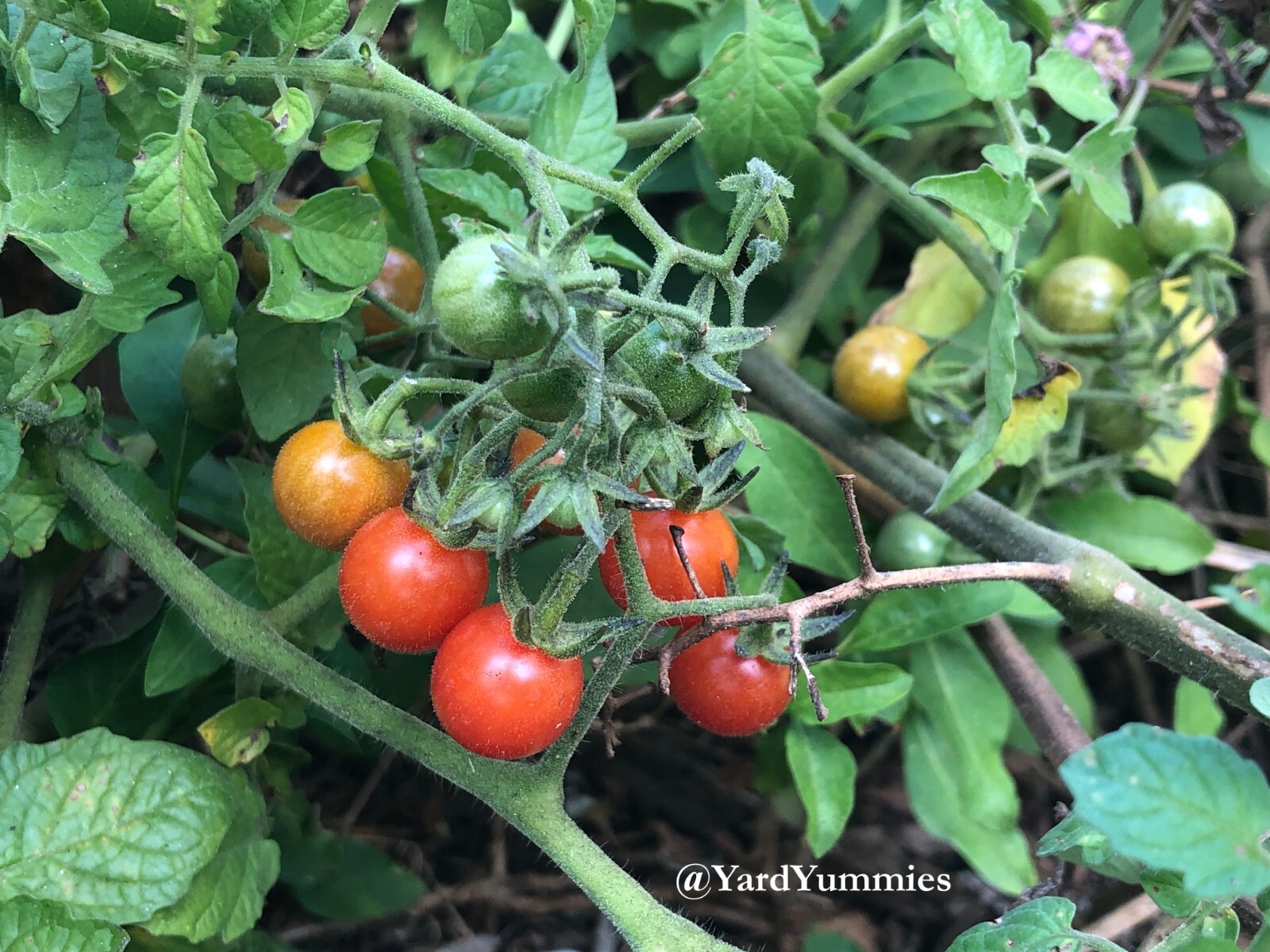 30 Florida Everglades Tomato SEEDS Heirloom Heat Tolerant Tomato Seeds