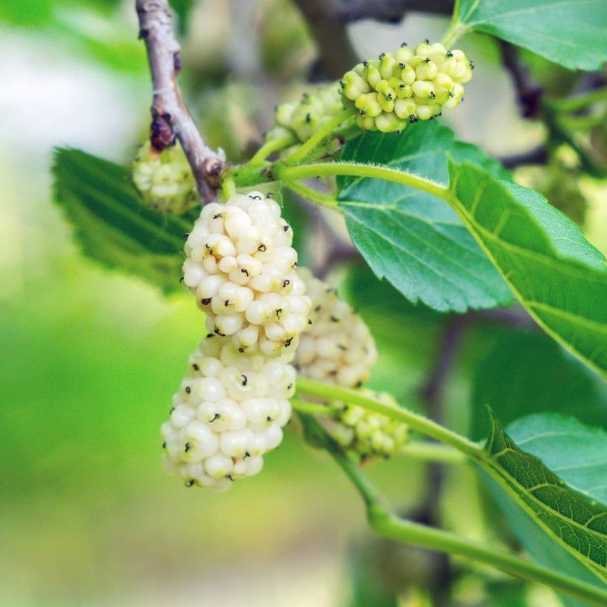 250+ White Mulberry Seeds – Morus alba – Non-GMO, Open-Pollinated Heirloom
