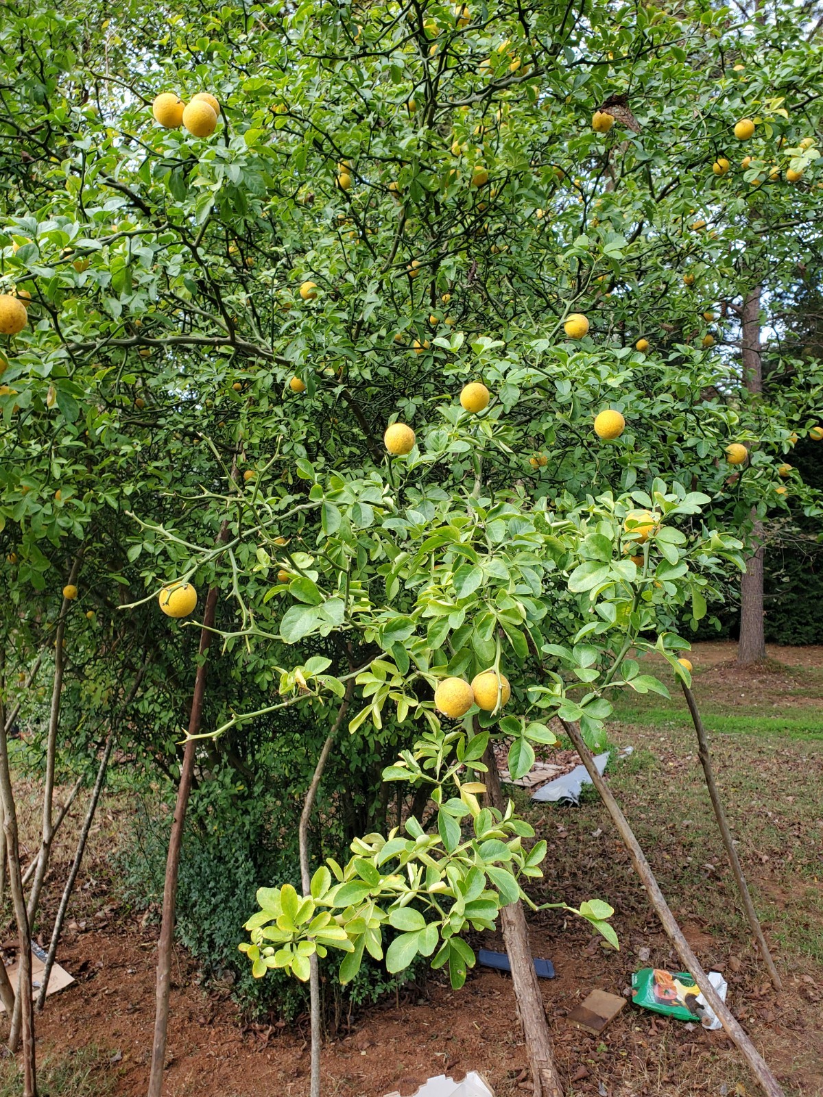 CLEARANCE SALE!! Poncirus Trifoliata Hardy Orange SEEDS 100+ Grow For Grafting🍊