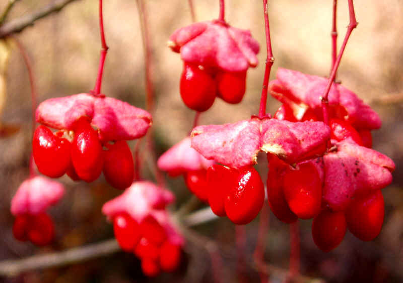 Wahoo Burning Bush, Euonymus atropurpurea Seeds (Showy, Fall Color, Hardy)