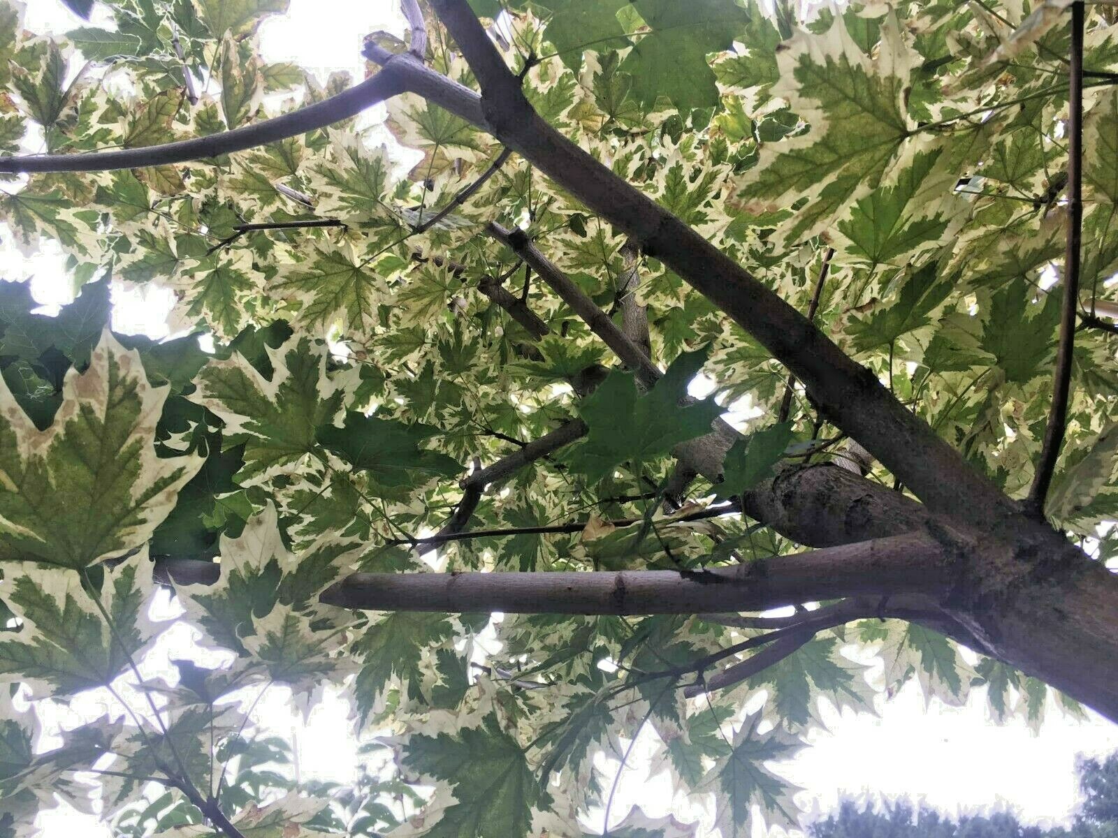 15 SILVER KING NORWAY MAPLE SEEDS – Acer platanoides ” silver king “