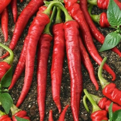 200+ Long Slim Cayenne Hot Pepper Seeds — HOT ———– Heirloom —- NON GMO