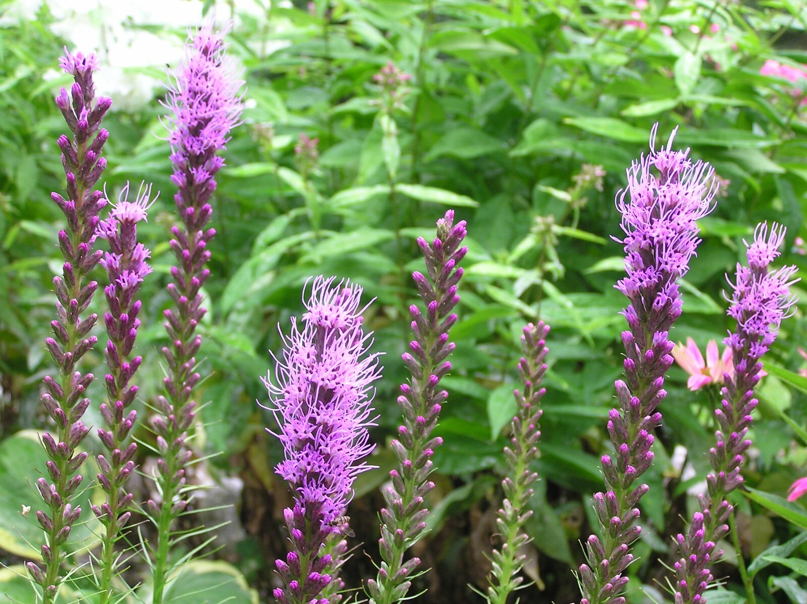 Liatris Spicata – Kobold Strain seed
