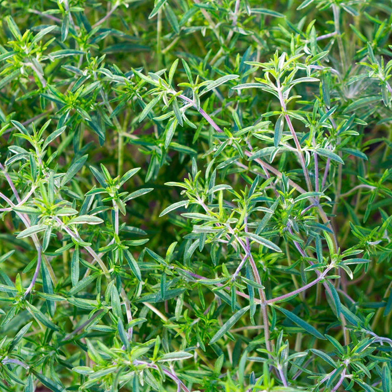 Summer Savory Seeds 500+ Satureja Hortensis Herb Culinary Medicinal USA FREE S&H