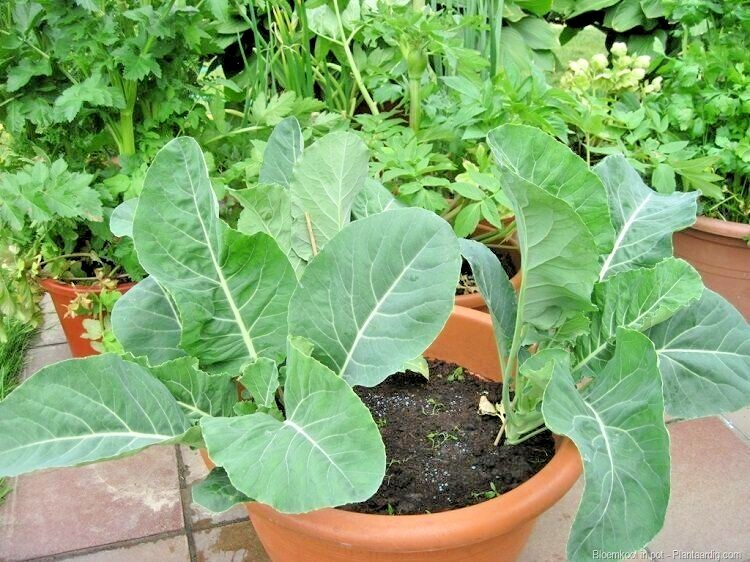 601+GEORGIA COLLARD GREENS Seeds Heirloom Vegetable Spring Fall Garden Container