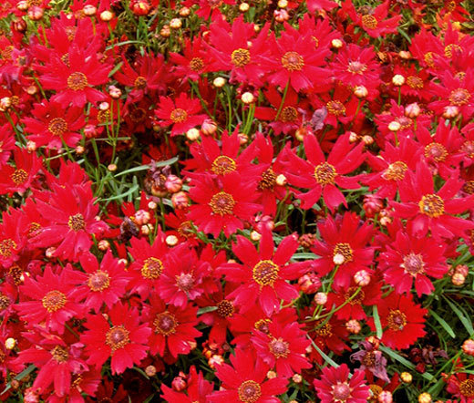 COREOPSIS RED DWARF Coreopsis Tinctoria – 10,000 Bulk Seeds