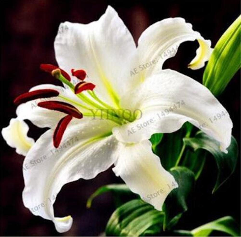 20 EXOTIC rare LILY SEEDS for garden flower perennial plant beds USA SELLER USPS