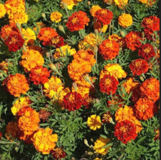 SEEDS – Marigold Variegated Orange/Yellow/Red 12″ Diameter Hearty Plants