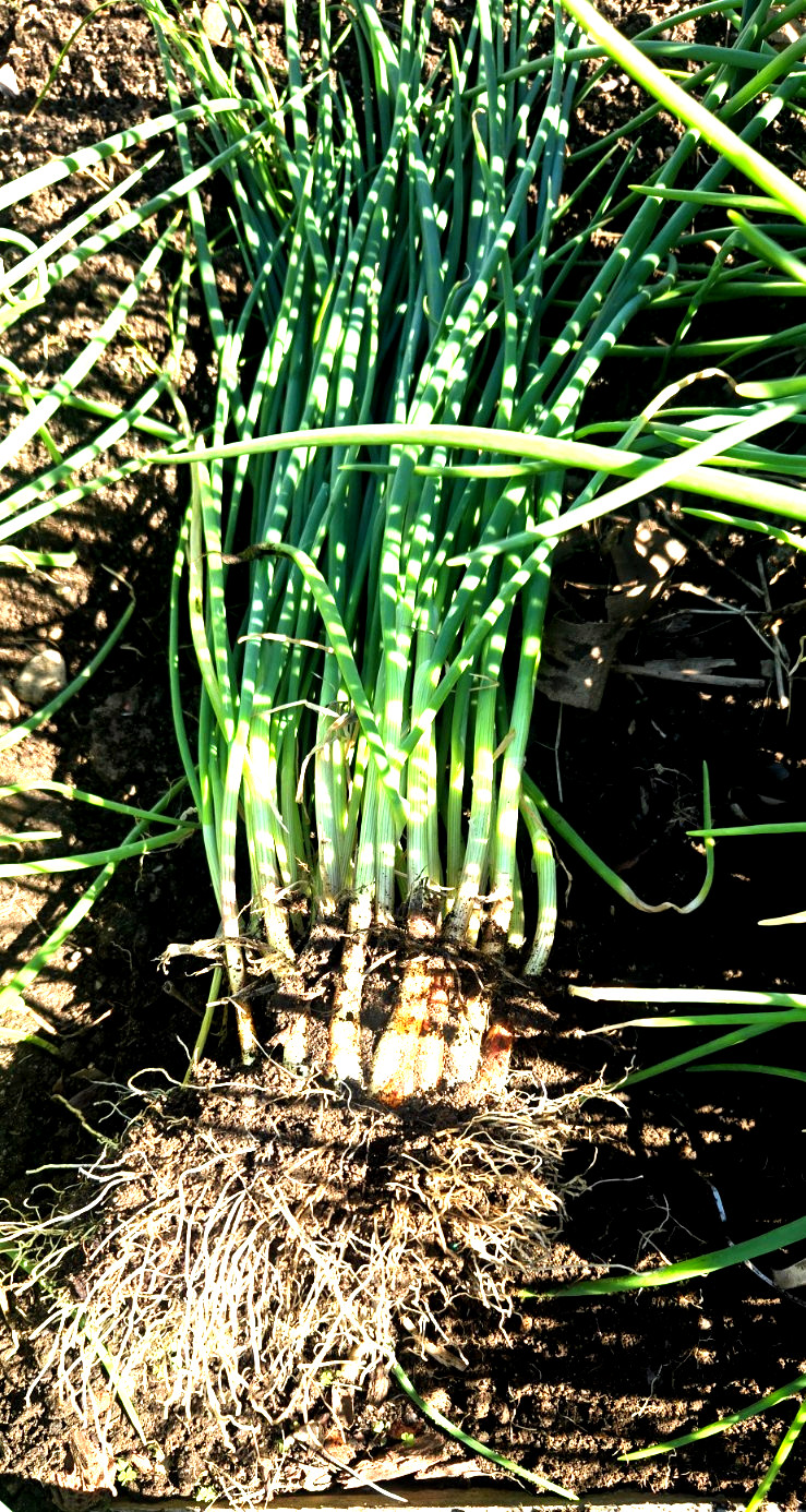 20 Chive Plants/Bulbs – Perennial Non-GMO Green Onions, Mosquito Repellent
