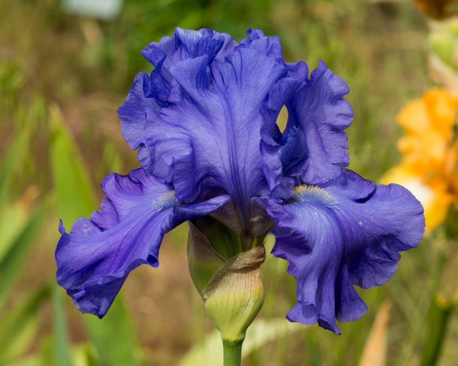 **SEA POWER* Tall Bearded Iris. Pre-Order, Fresh Dig, Combined Ship: Jul – Sep