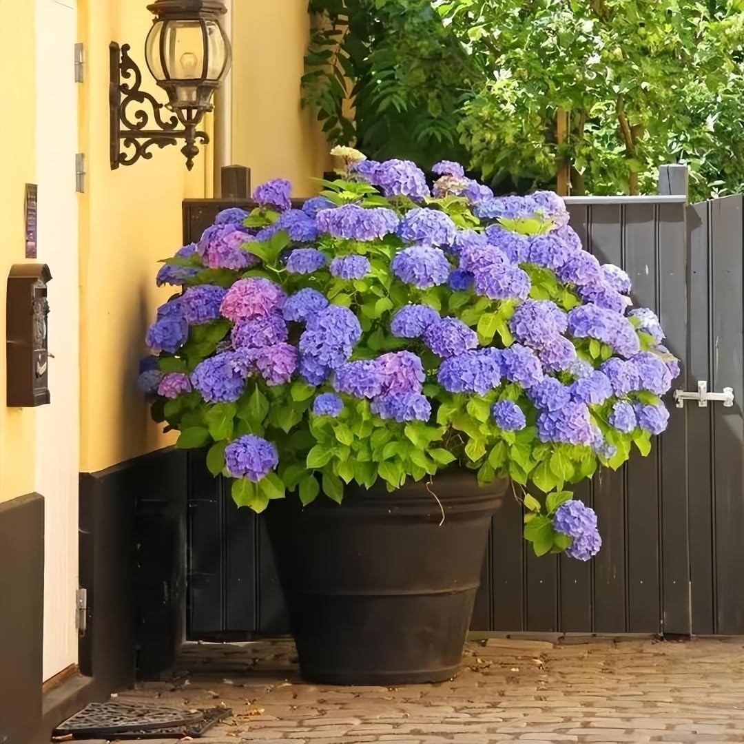 50 Pack Hydrangea Seeds for Planting – Non-GMO Hardy Perennial Shrub, Beautif…