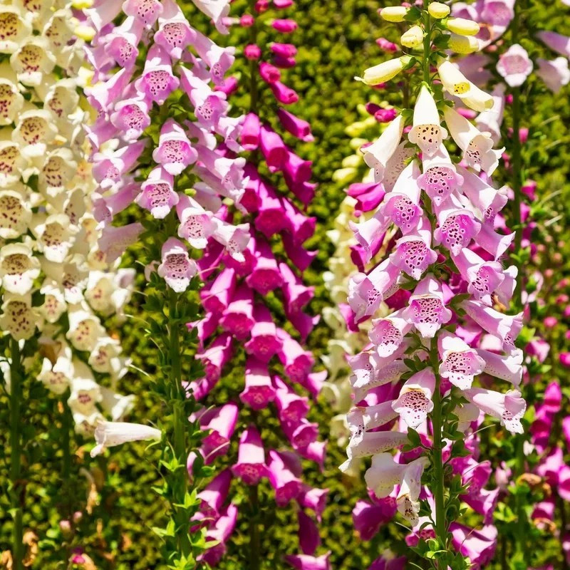 2000+ FOXGLOVE MIX SEEDS — EXCELSIOR MIX DIGITALIS –PERENNIAL —- BOLD COLOR