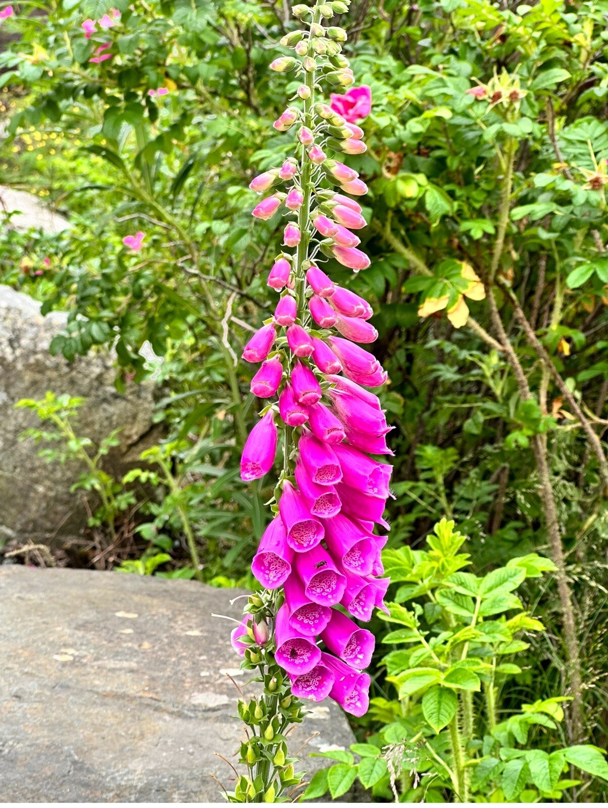 Foxglove Foxy Mix Seeds 500+ Digitalis Flower MIXED Biennial USA FREE SHIPPING