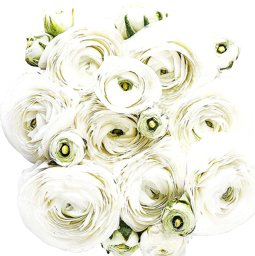White French Peony Ranunculus – 12 Largest Size Corms, Premium Bulbs for Stun…
