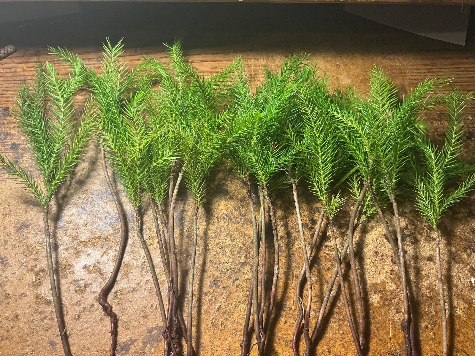 20 *LARGE Araucaria excelsa/heterophylla plants*NORFOLK ISLAND PINE*8-10 inches