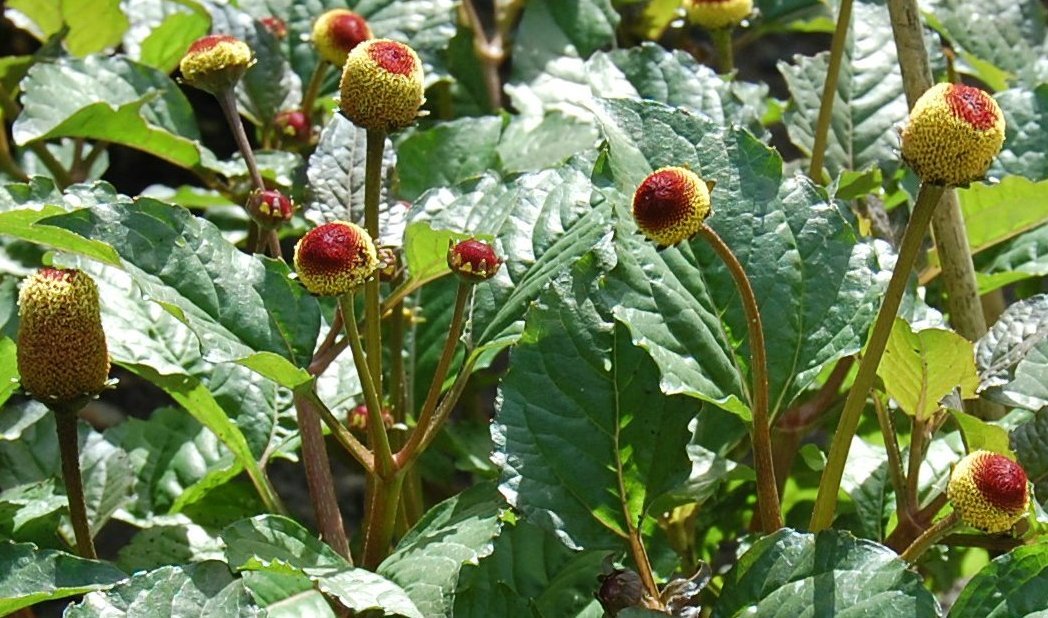 TOOTHACHE HERB SEEDS * FLOWERING HERB *NUMBING/TINGLING/COOLING*100 COUNT PKT.